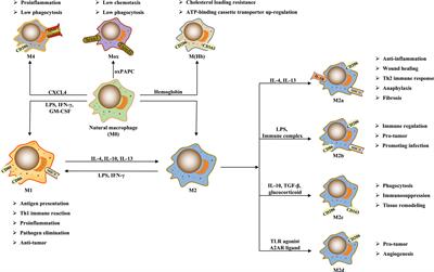 Macrophage Polarization and Its Role in Liver Disease